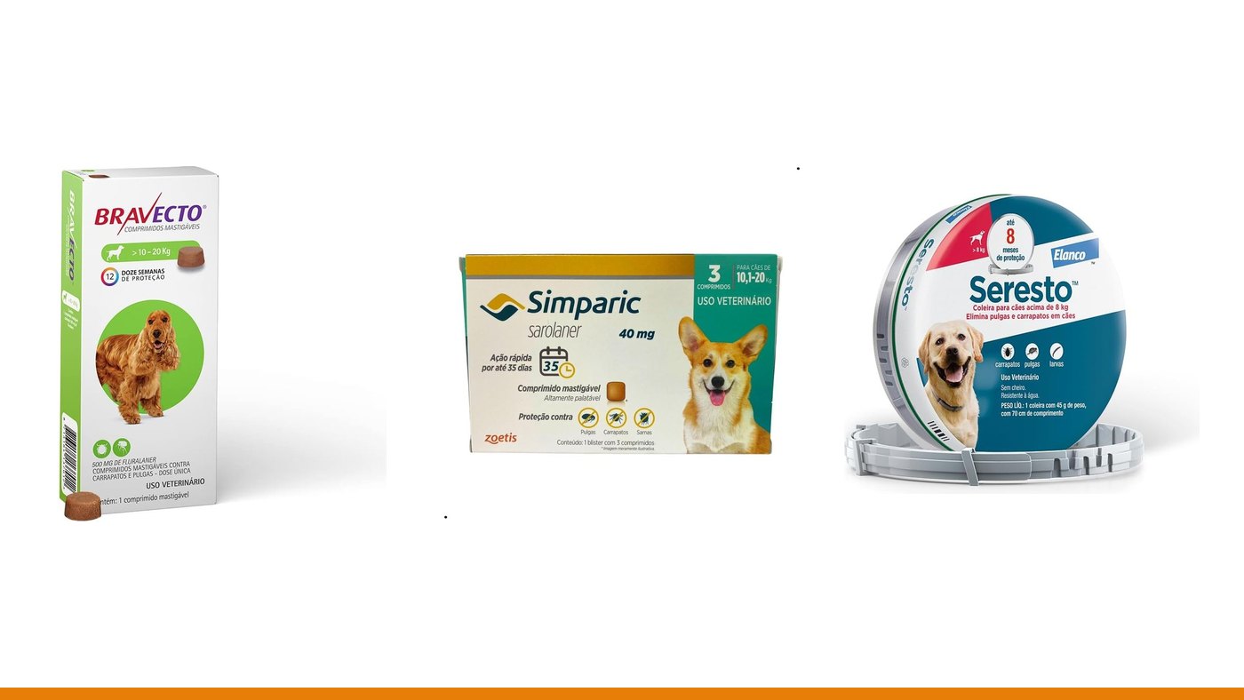 Comprimido, coleira ou pipeta: qual antipulgas escolher para o cachorro